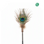 Natural Bird Feather Cat Teaser Wand – Peacock Tail