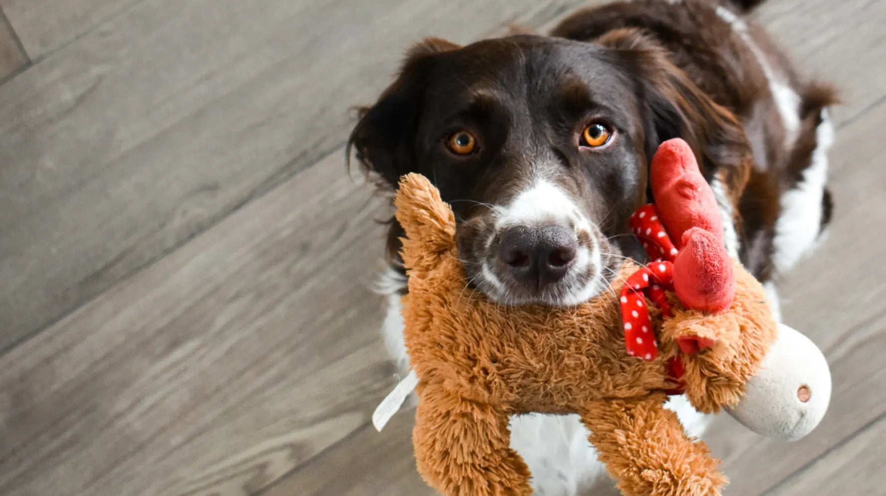 Squeaky Toys Explained: Why Dogs Love Them and How to Choose the Right One？