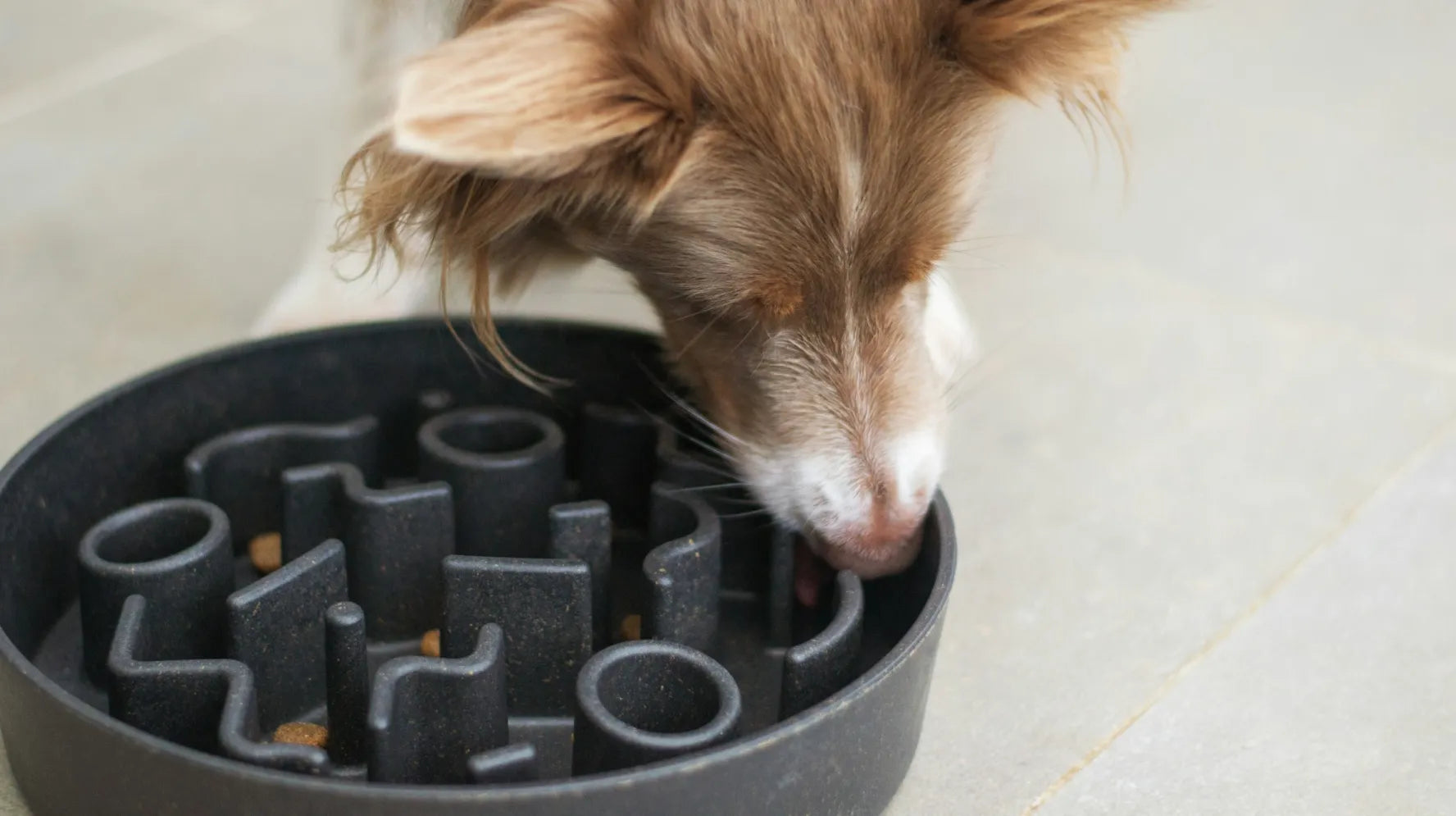 Why Dogs Should Eat Slowly: Benefits of Slow Feeding