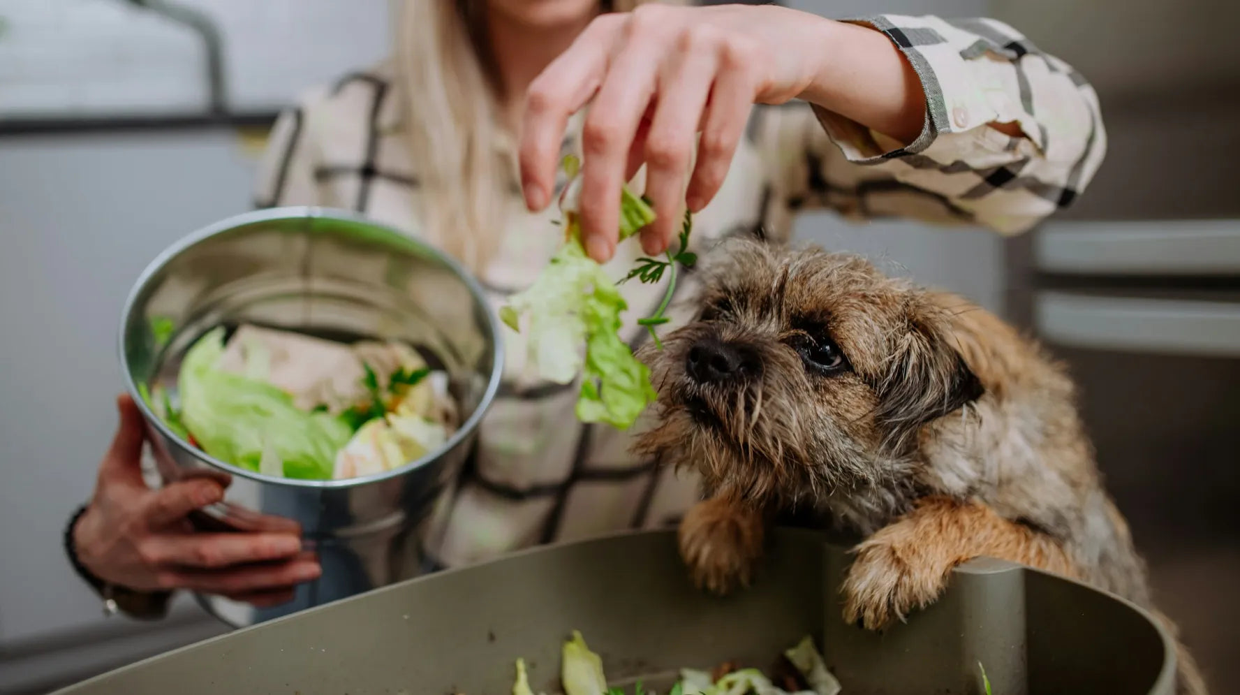 What Dogs Can Eat and What Dogs Should Avoid: Complete Guide for Pet Owners
