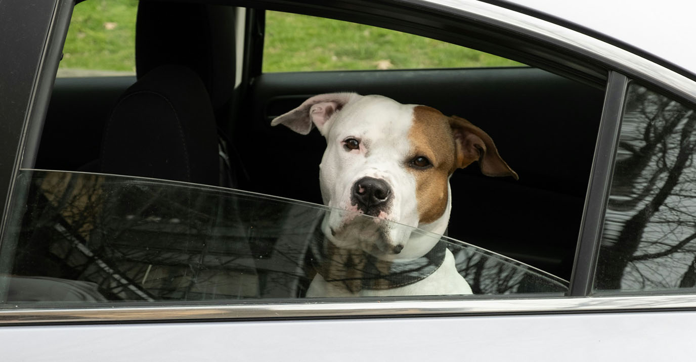 Large Dog Car Seat: Covers, Restraints and What to Actually Buy