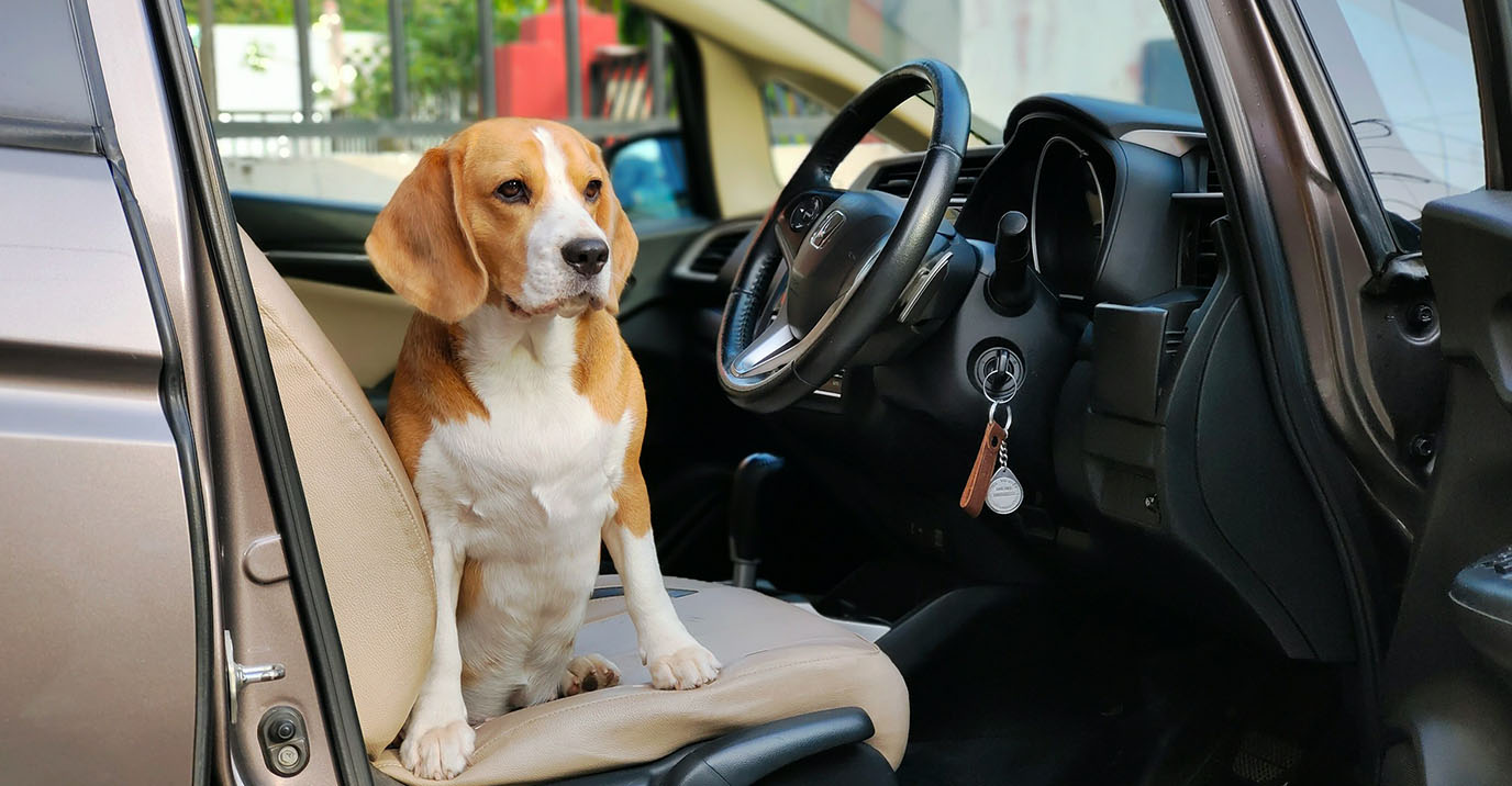 Dog Car Seat Cover: What to Look for Before You Buy