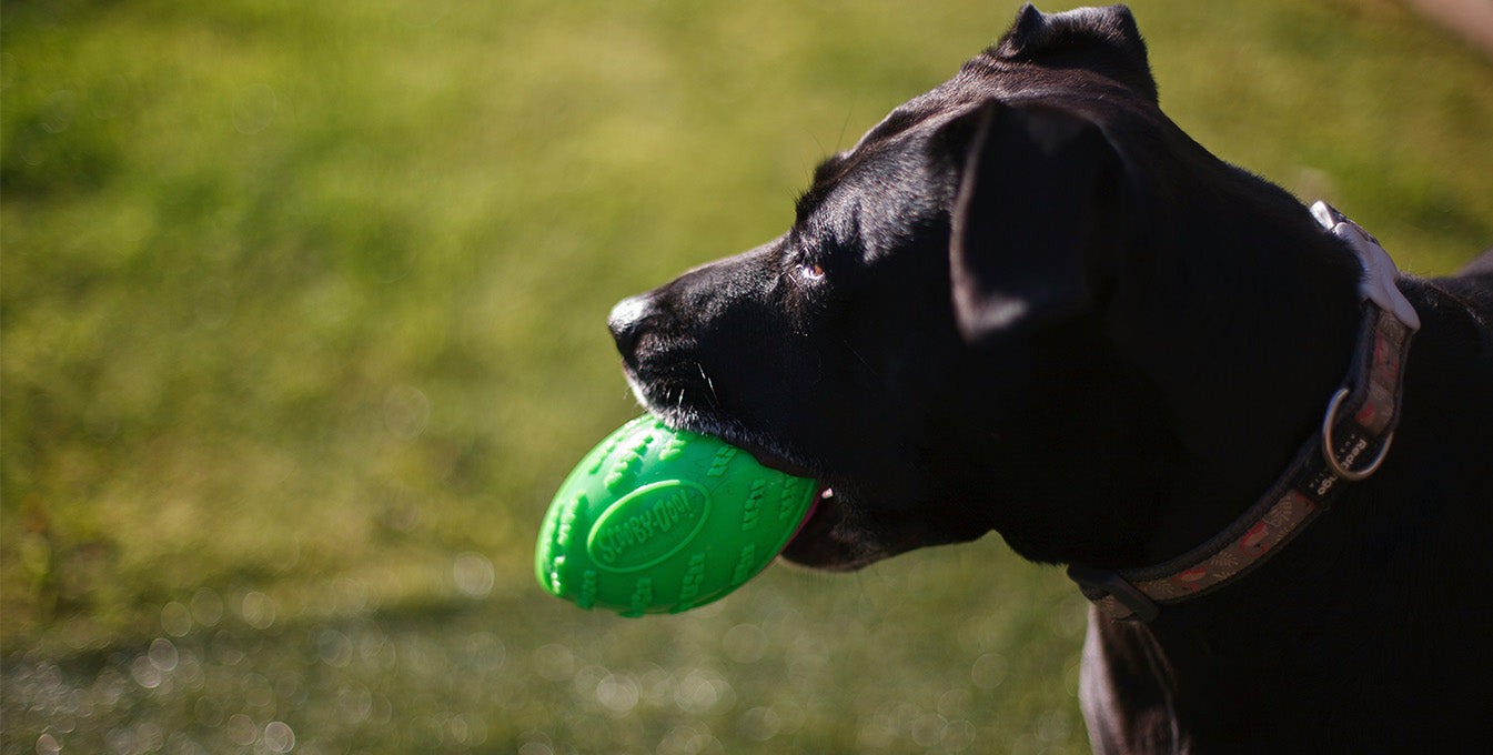 Staffordshire Terrier playing with a durable green squeaky dog chew toy, designed for interactive play and satisfying a dog's natural chewing instinct.