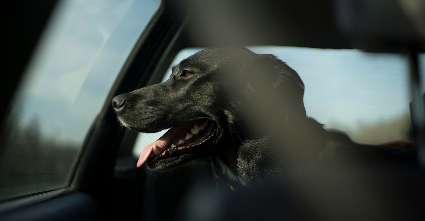 Safest Way to Travel With a Dog in the Car (2026)