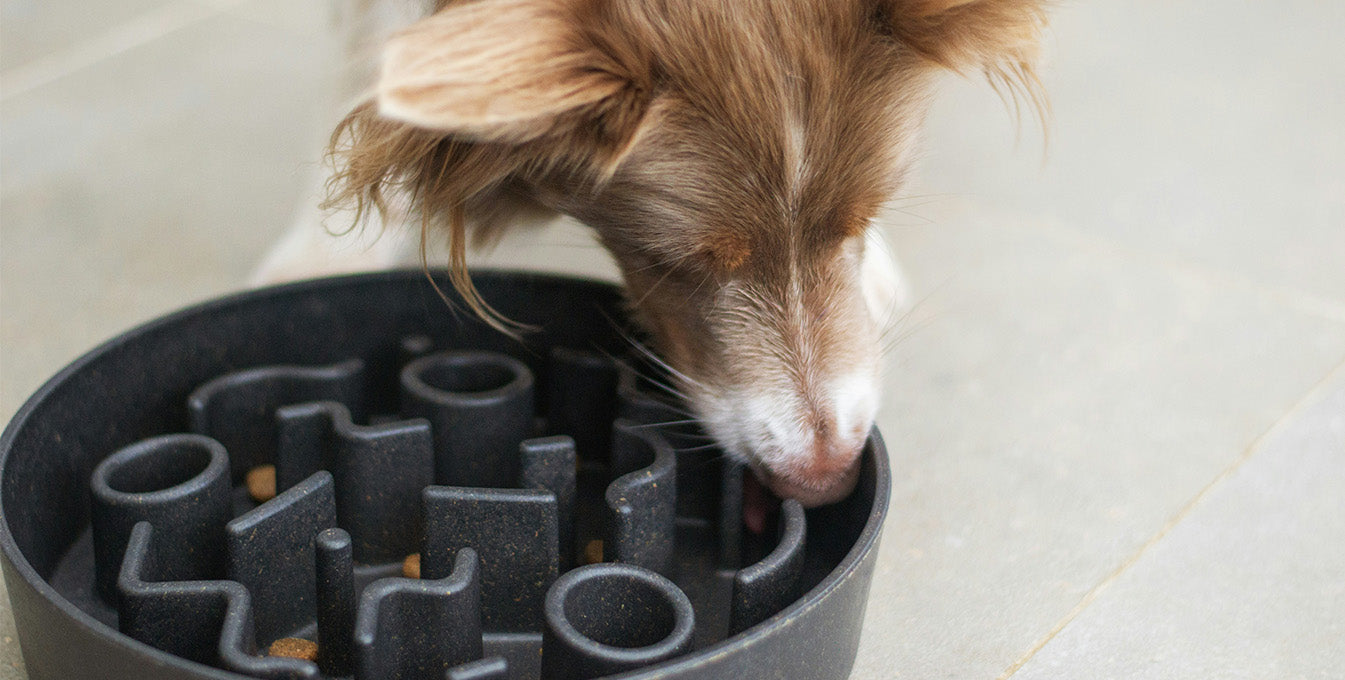 Border Collie eating kibble from a black maze-style slow feeder dog bowl, slowing down fast eaters to prevent bloating and improve digestion.