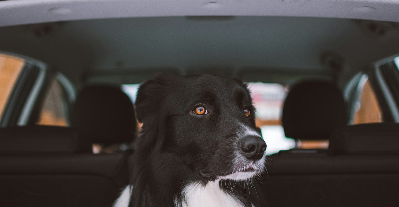 How to Choose a Pet Car Seat: 6 Types Fully Explained