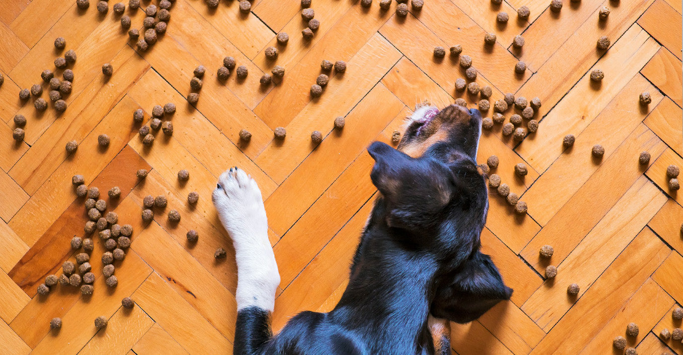 Dog Feeding Schedule: How Often and How Much