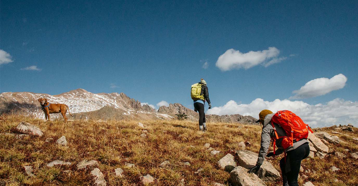 Brown dog wearing blue dog harness standing on alpine trail with hikers, showcasing outdoor dog hiking gear for high-altitude adventures.