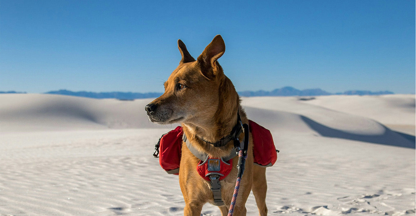 How to Fit a Dog Trail Pack: Weight, Balance &amp; Fit Done Right