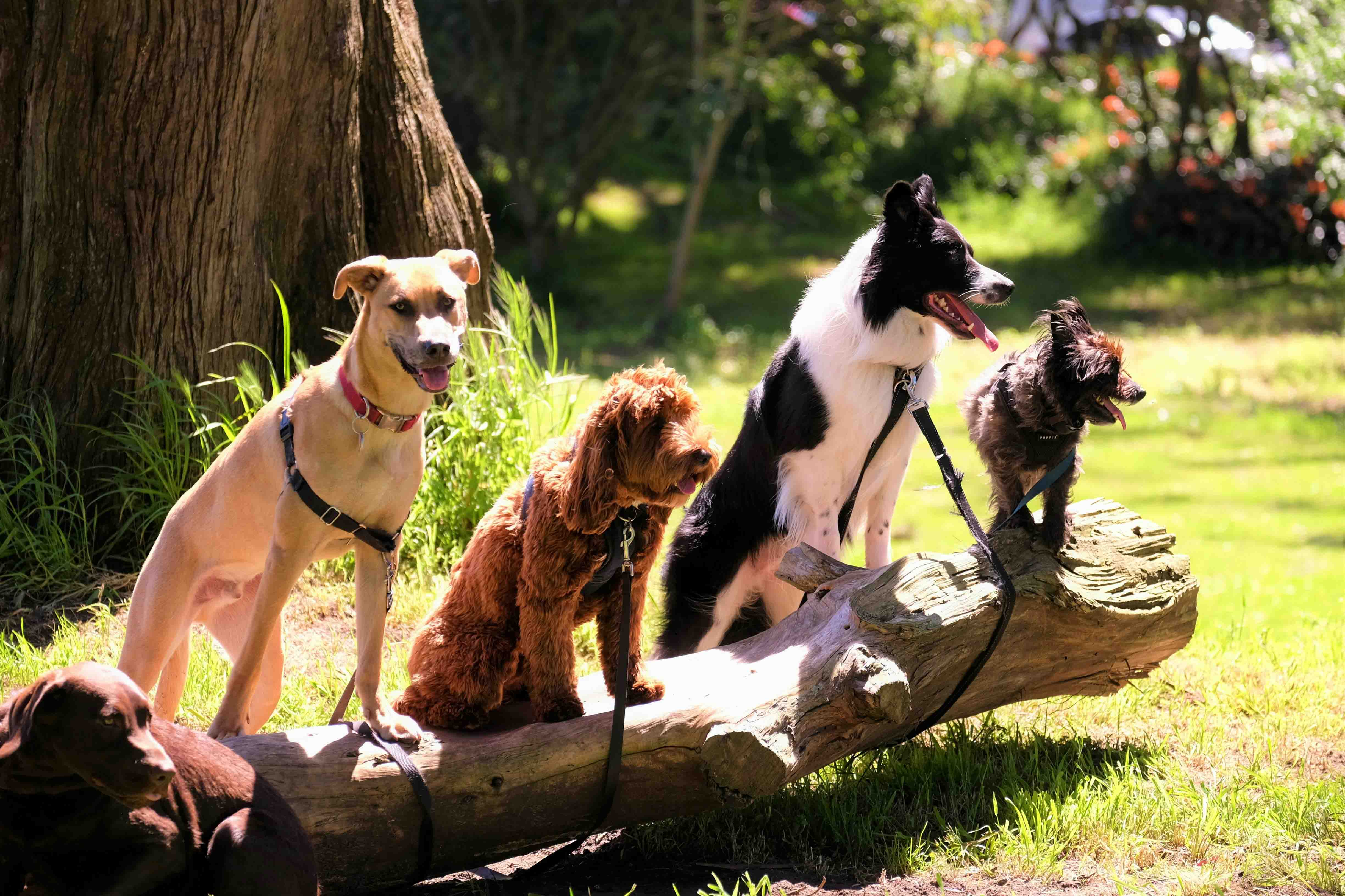 Canine Backpack Carrier: How to Choose, Size and Use One Correctly (2026)