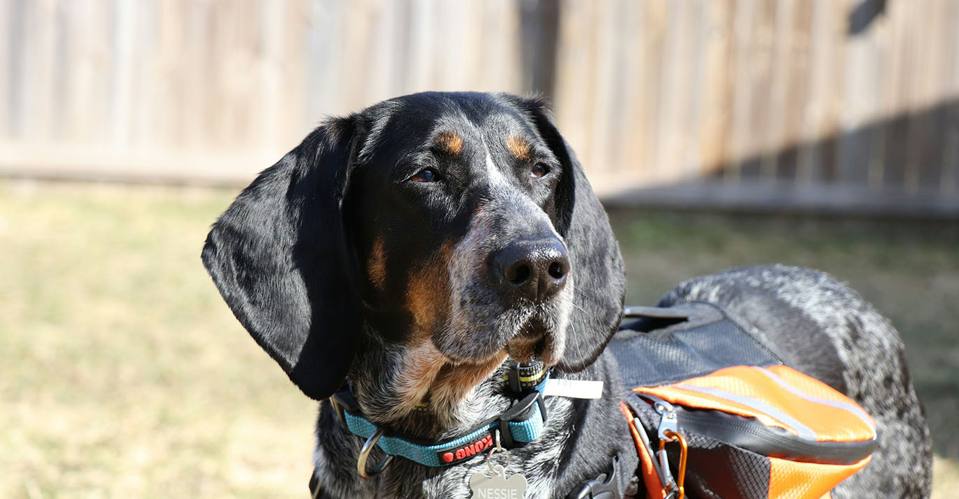 Dog Backpack Buying Guide: Size, Weight Limit &amp; Ventilation Explained