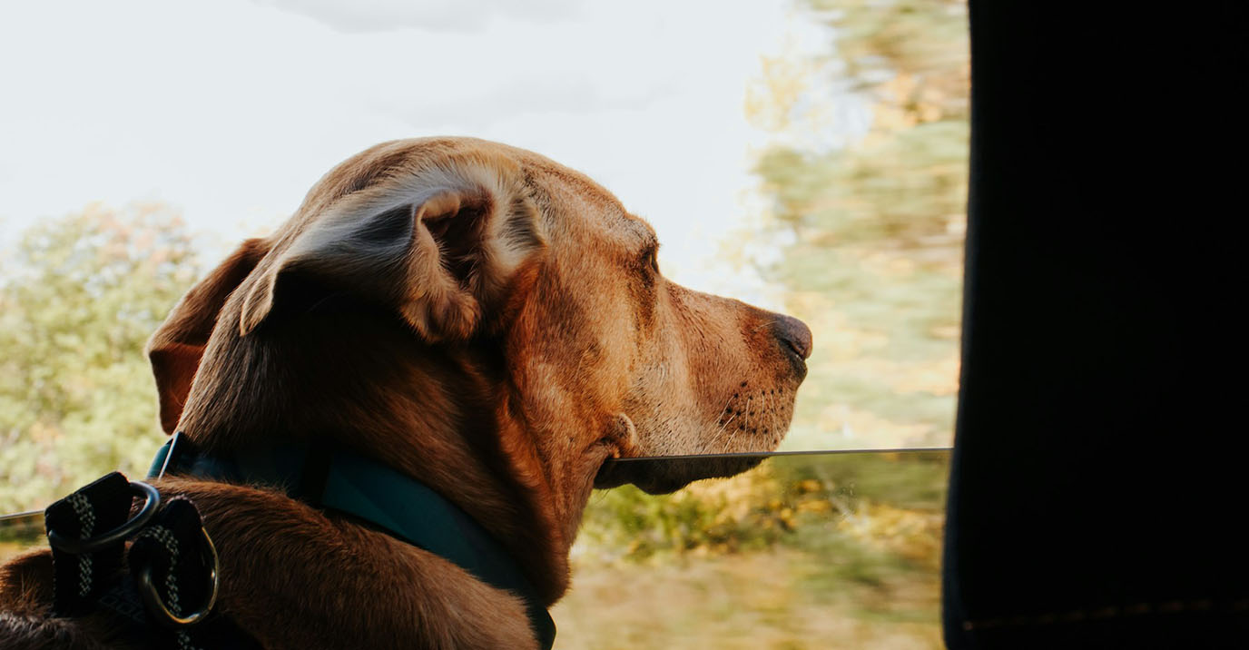 Dog Seat Belt: 7 Mistakes That Make It Useless
