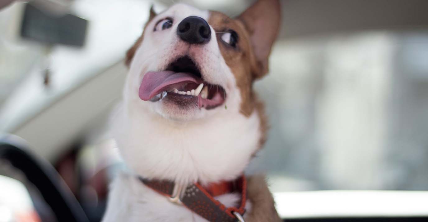 How to Get Dog Hair Out of a Car: 5 Methods That Actually Work