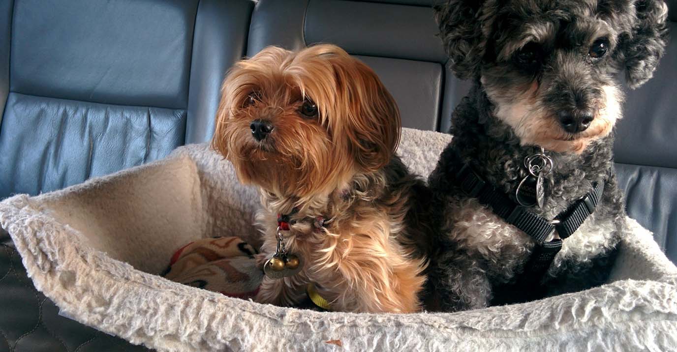 Dog Car Seat Booster: The Complete Guide for Small Dogs