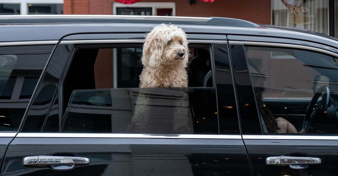 How to Use a Dog Seat Belt Extension — and When Not To