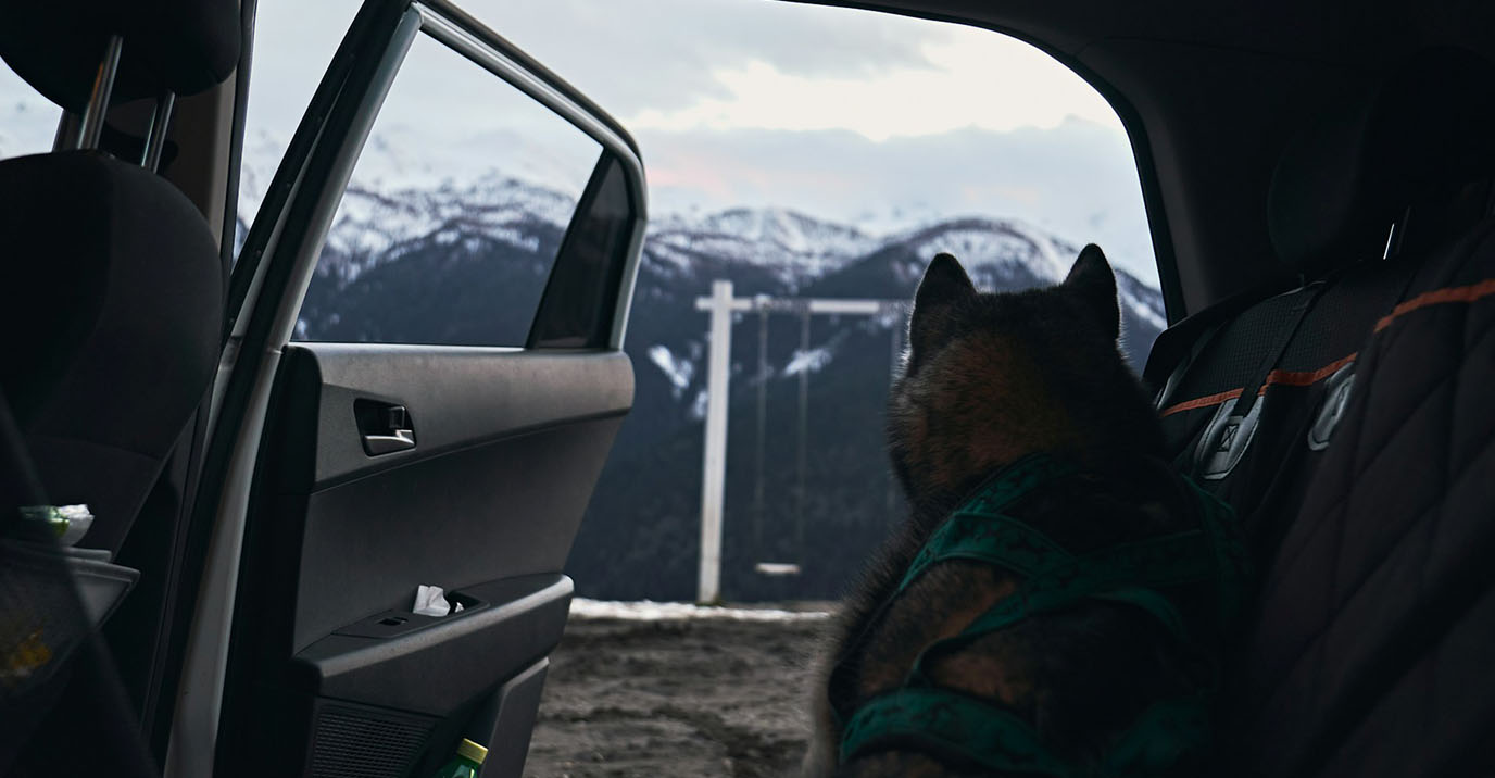 Seat Protector for Dogs: What Actually Protects Your Car Seat