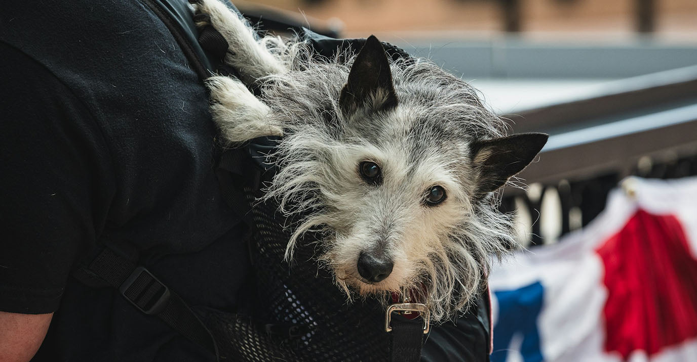 Dog Carrier Backpack: What to Buy and What to Avoid