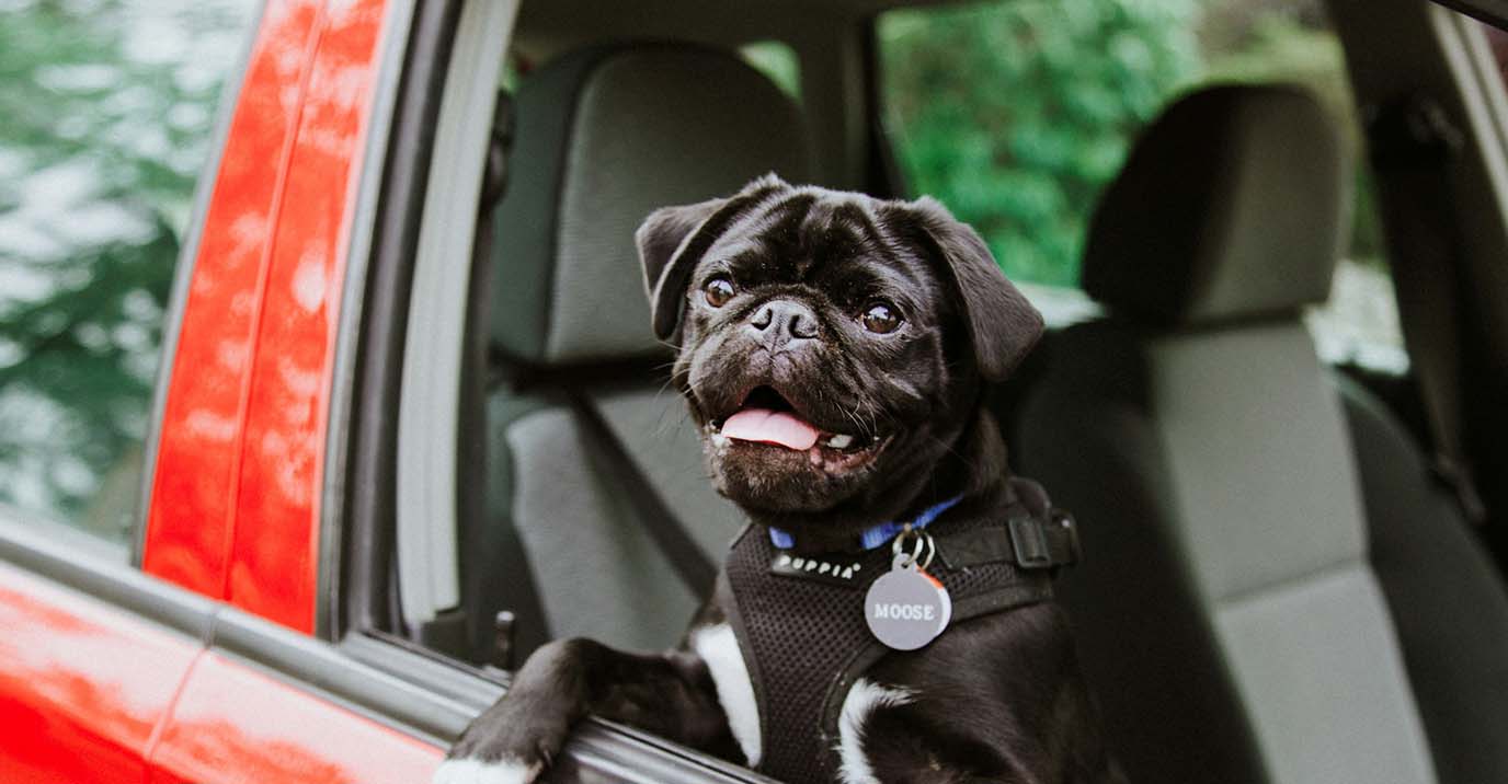 How to Secure a Dog in a Car: The Right Method for Every Dog