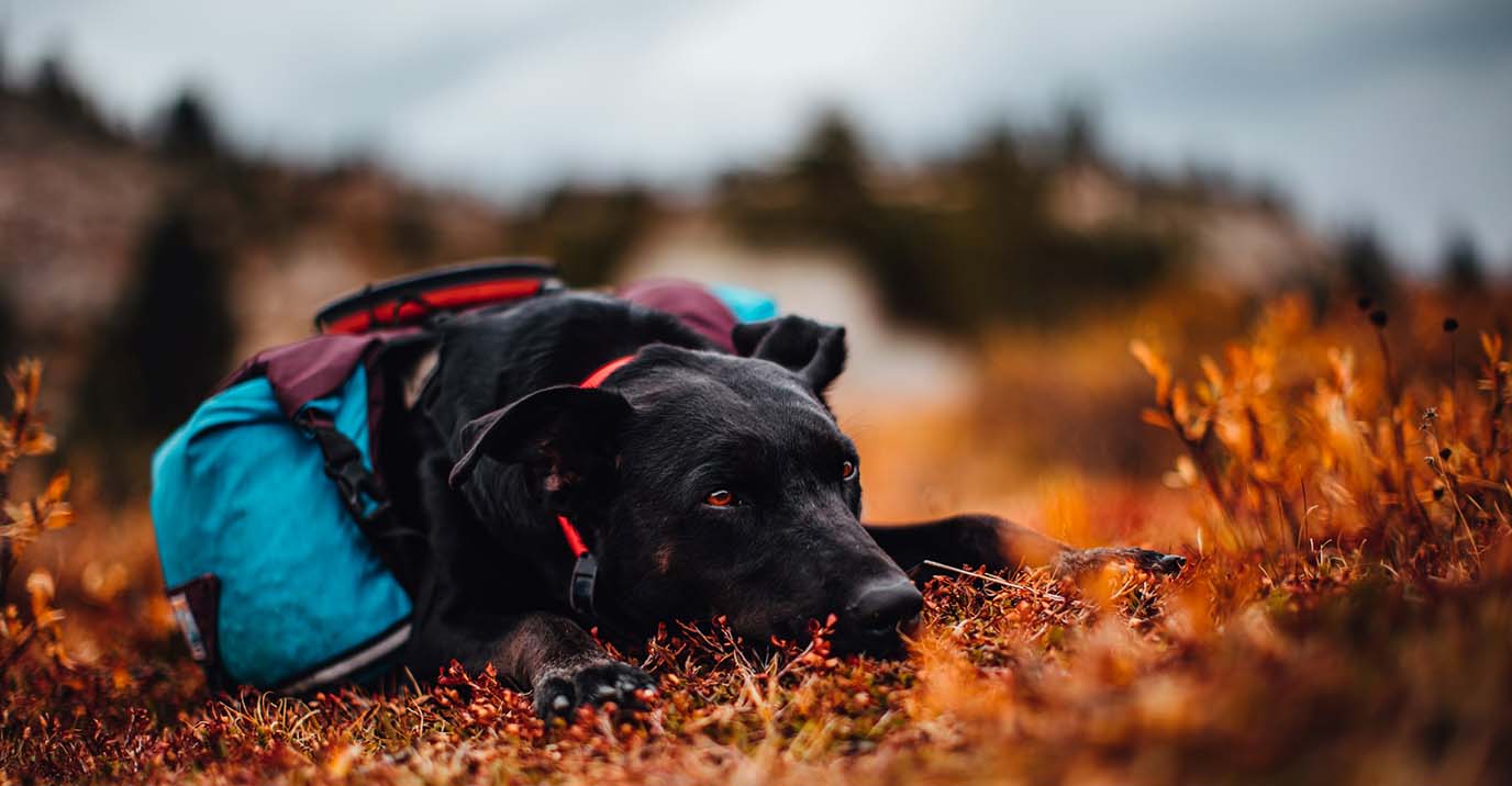 Dog Hiking Pack: The Trail Owner's Complete Guide