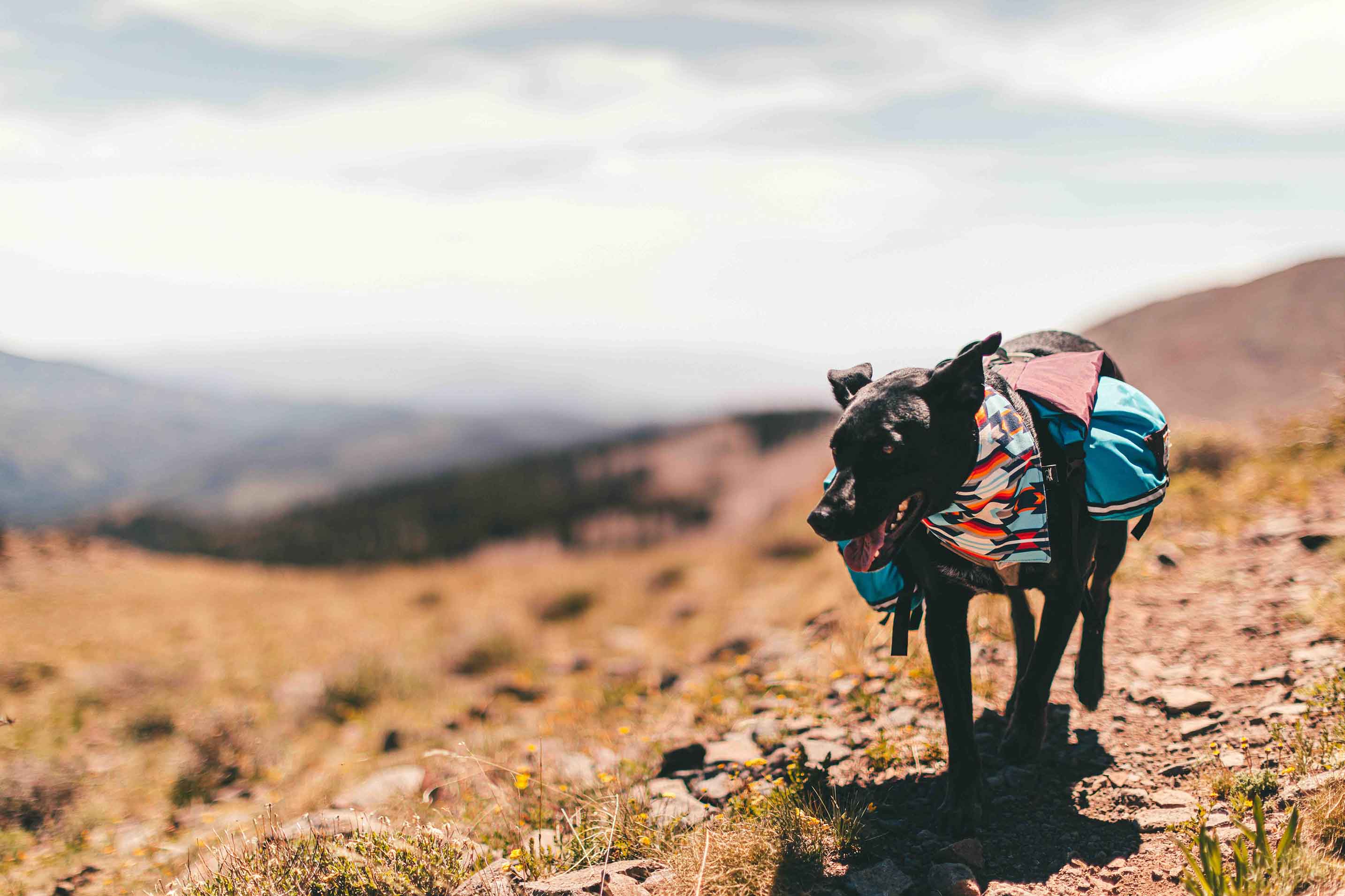 Dog Saddle Bags: How They Work, How to Fit Them and What to Load (2026)