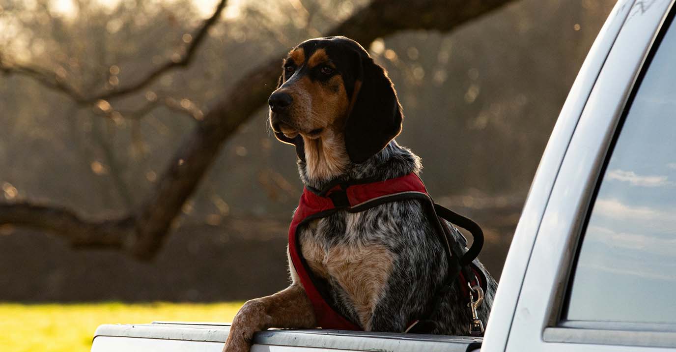Dog Seat Belt: Why Every Journey Needs One