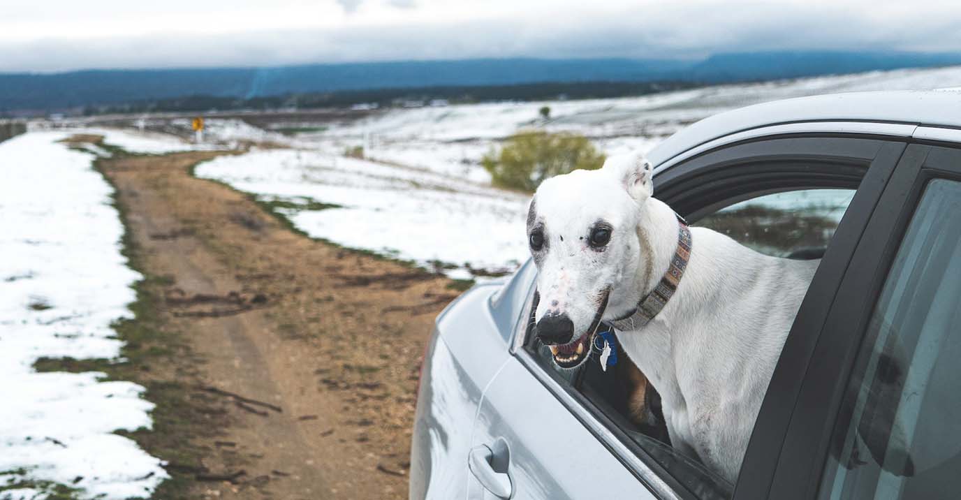 Dog Vehicle Seat Belt: How to Install It Correctly in Any Car