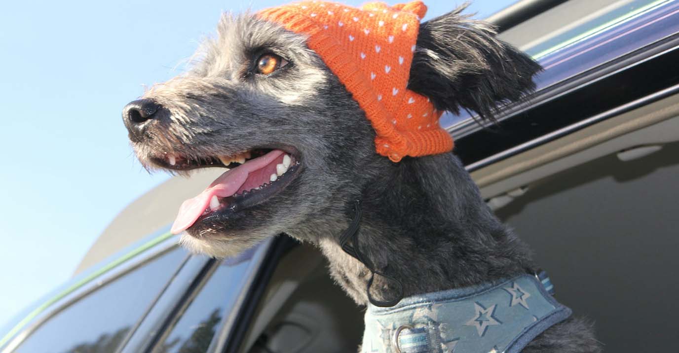 Dog Harness for Car: Why Crash Tested Is the Only Spec That Matters