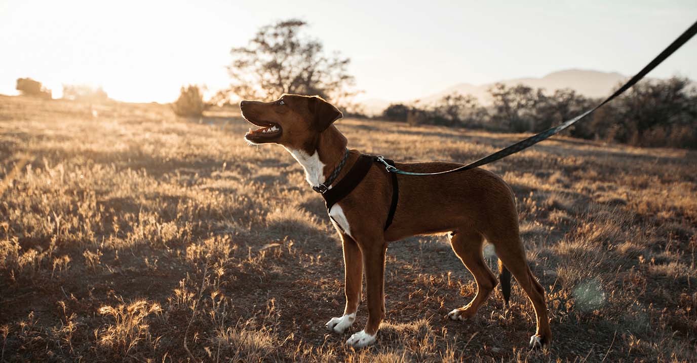 How to Stop a Dog Pulling on the Lead — A Practical Guide