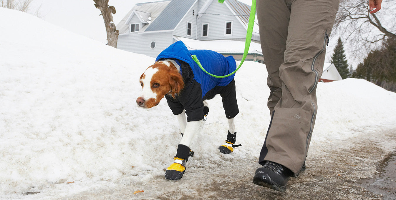 Brittany Spaniel walking in the snow with waterproof dog boots, designed to protect paws from ice, salt and cold during winter walks.