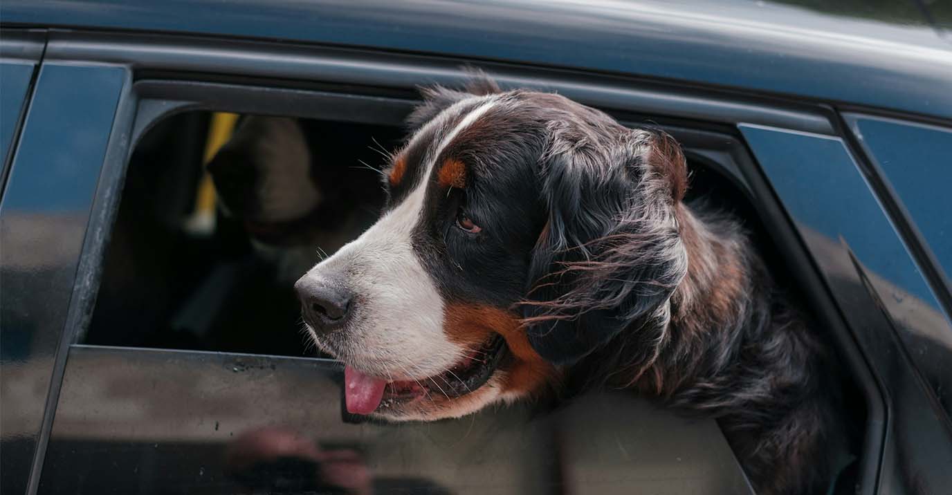 Happy Bernese Mountain Dog sticking head out car window on a road trip, emphasizing comfortable dog car travel accessories.