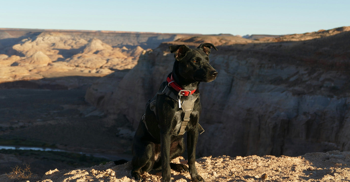 How to put on harness dog？