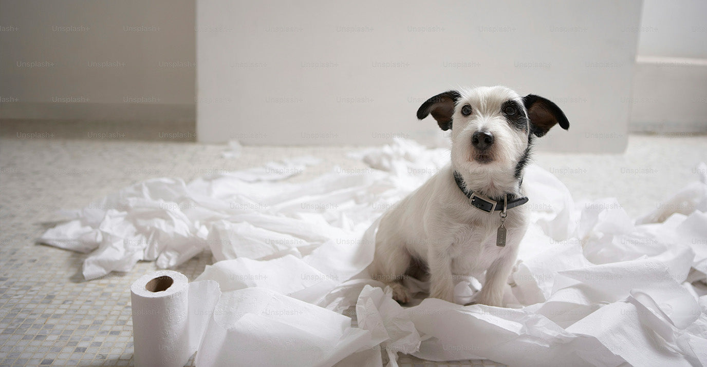 Dog Separation Anxiety: Causes, Symptoms and Home Strategies