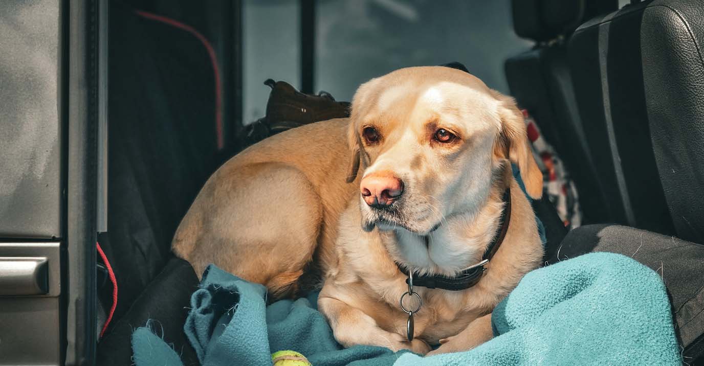 Dog Back Seat Cover: The Buyer's Guide for Rear Seat Protection