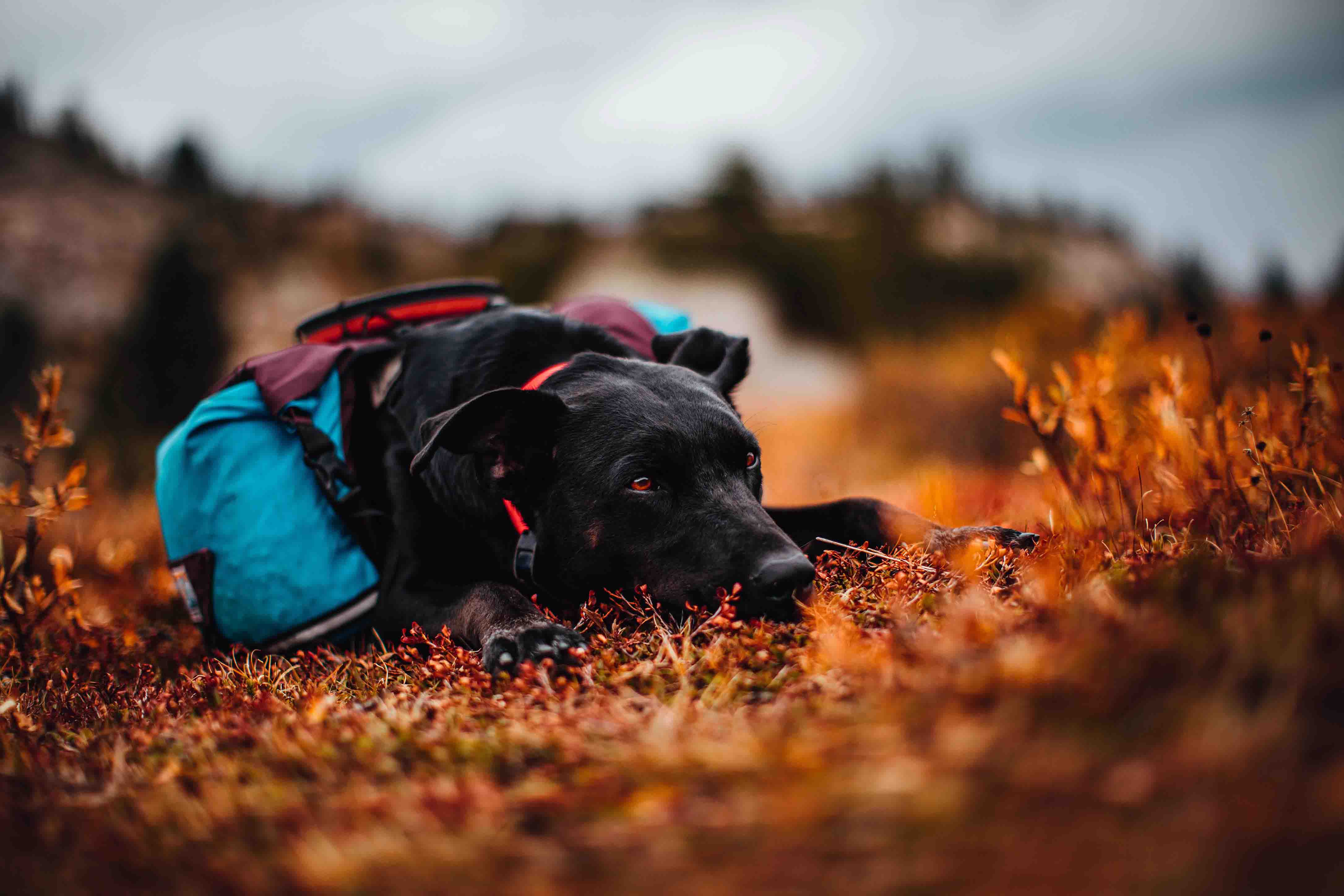 Large Dog Backpack: What Changes for Big Breeds and How to Choose (2026)