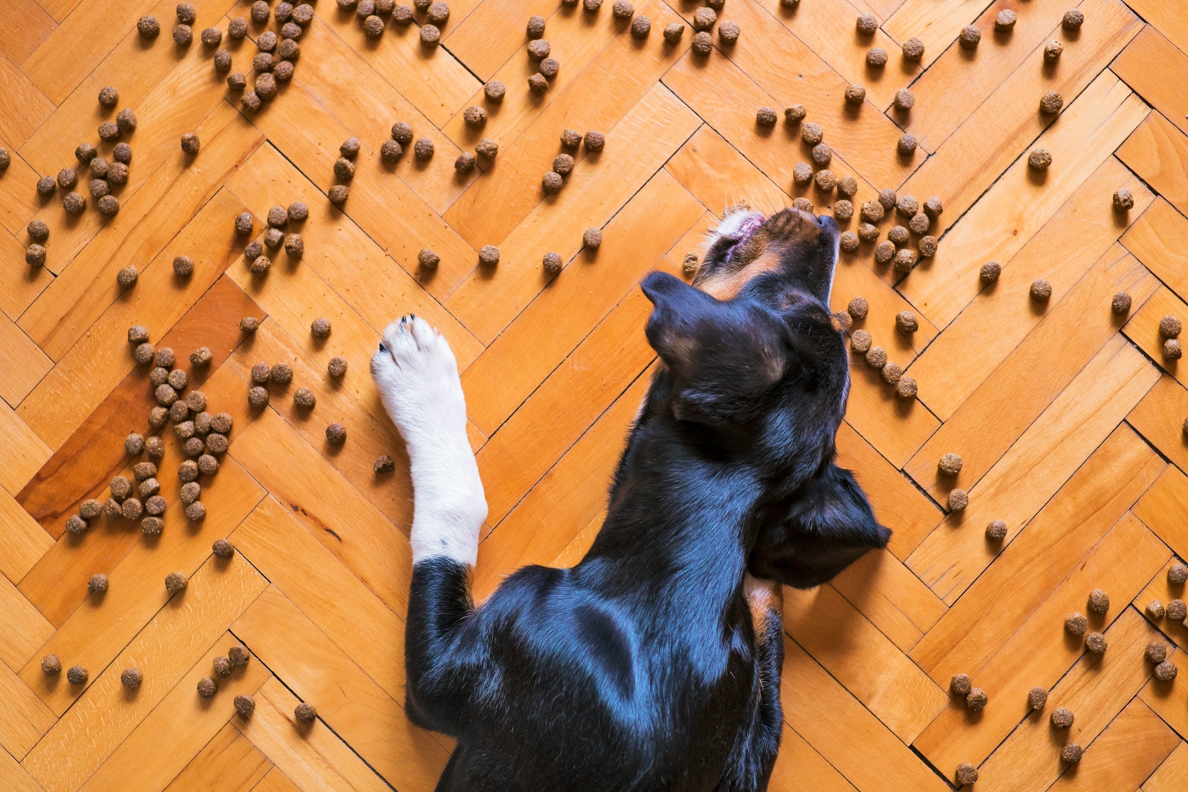 Dog Feeding Schedule: How Often and How Much
