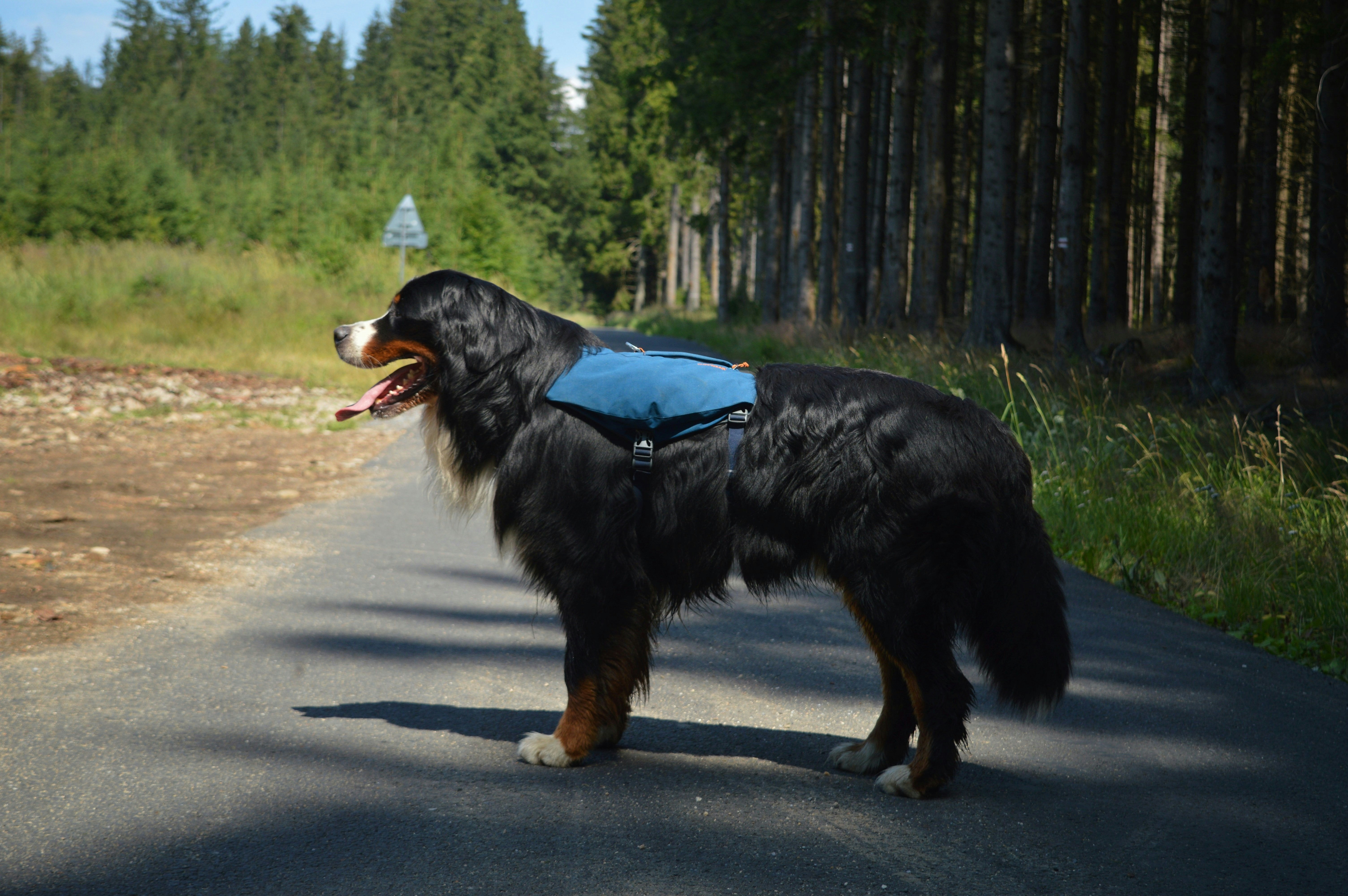 Dog Backpack: 3 Formats Explained and How to Choose