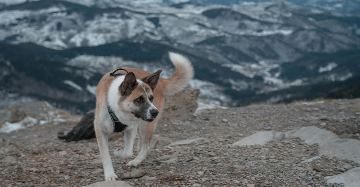 Trail Harness vs Chest Harness: What's the Difference — and Which Should You Buy?