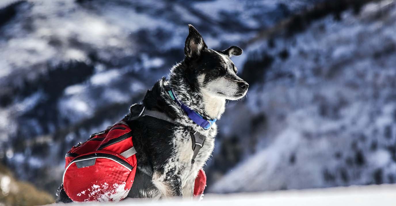 Black and white mixed breed dog with red tactical dog backpack sitting on snowy mountain peak, durable weather-resistant Dog Packs for winter hiking and backcountry trekking.