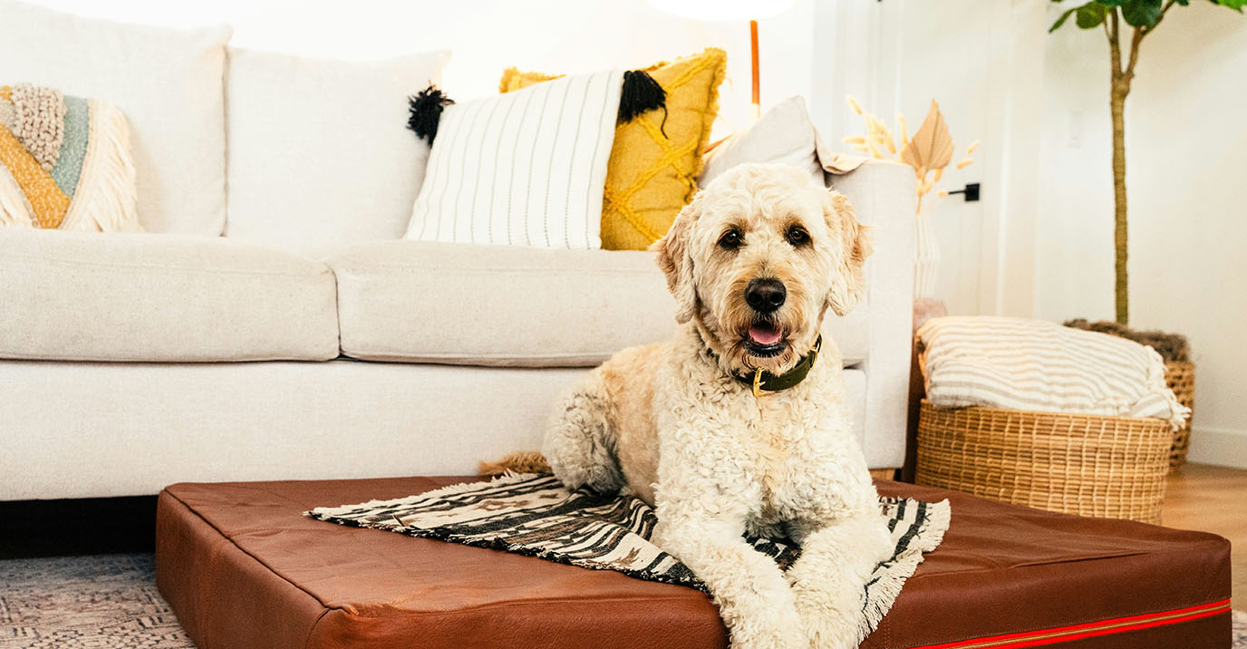 Best Orthopedic Dog Beds for Active Breeds: What to Look For