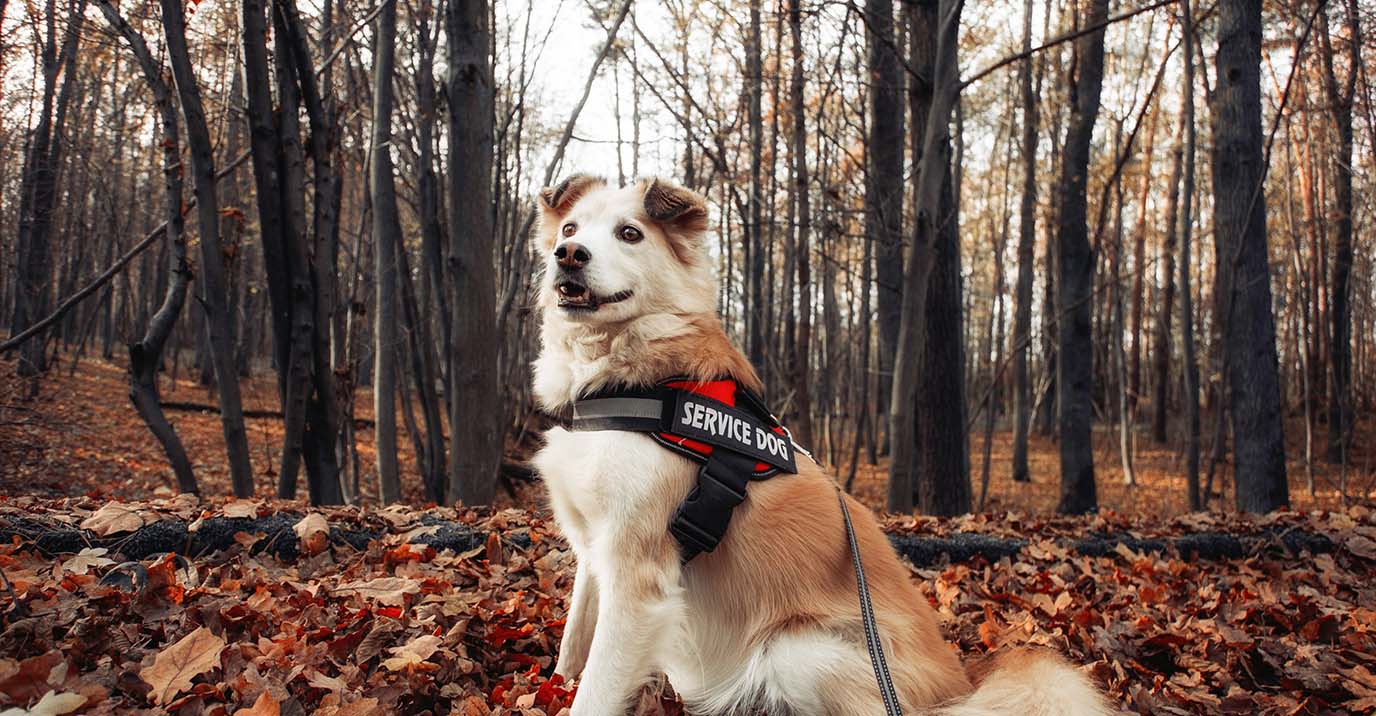 Best Dog Harnesses: How to Choose the Right One