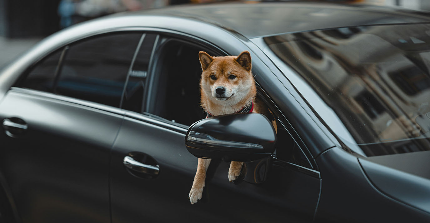 Console Dog Car Seat: What It Is, Who It's For and How to Use It Safely