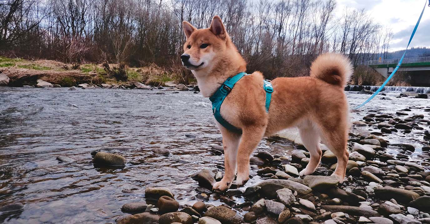 Dog Harness vs Collar for Hiking — Which Is Actually Safer?