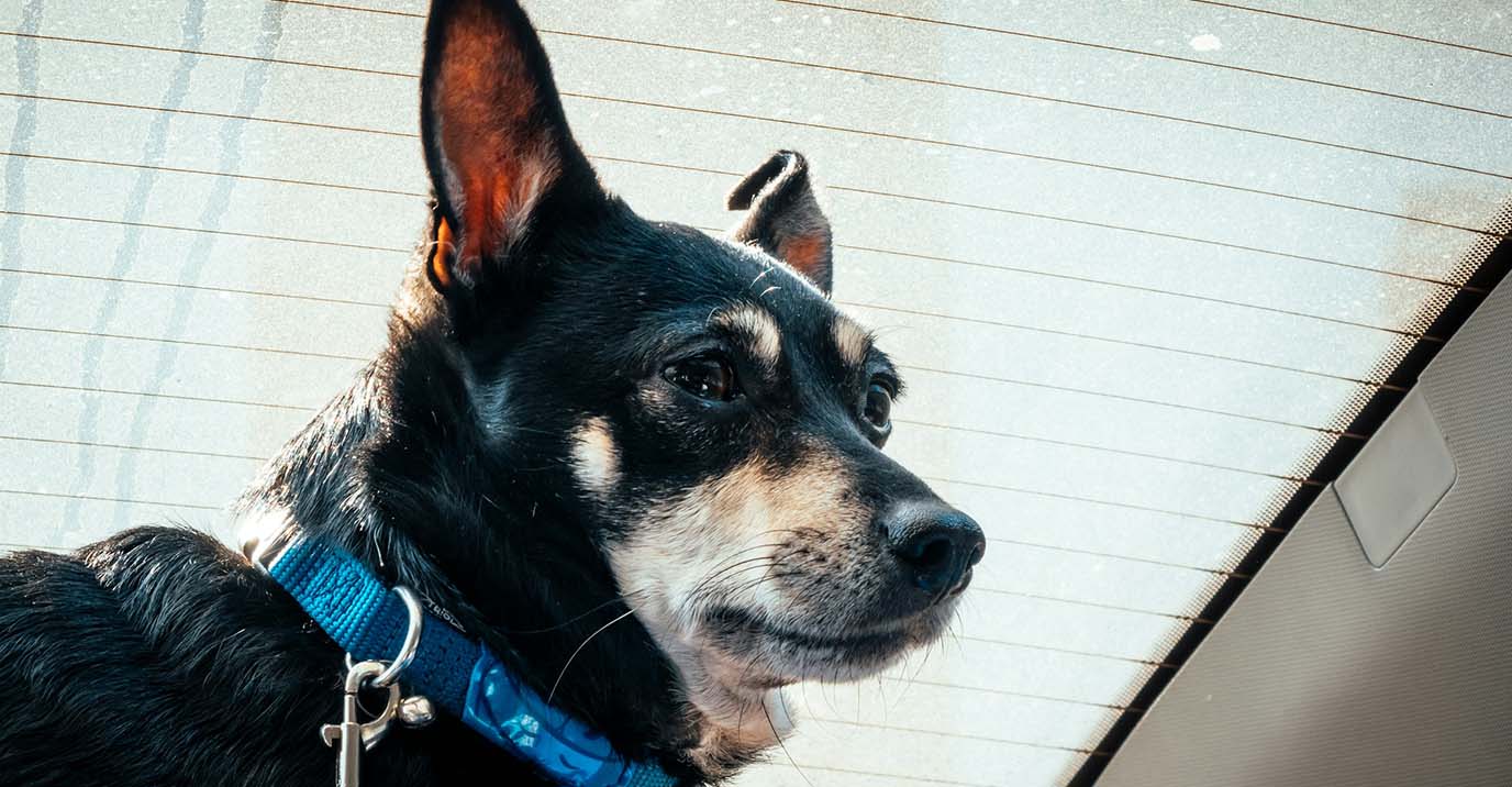 Dog Car Hammock: What It Is, How It Works and What to Buy