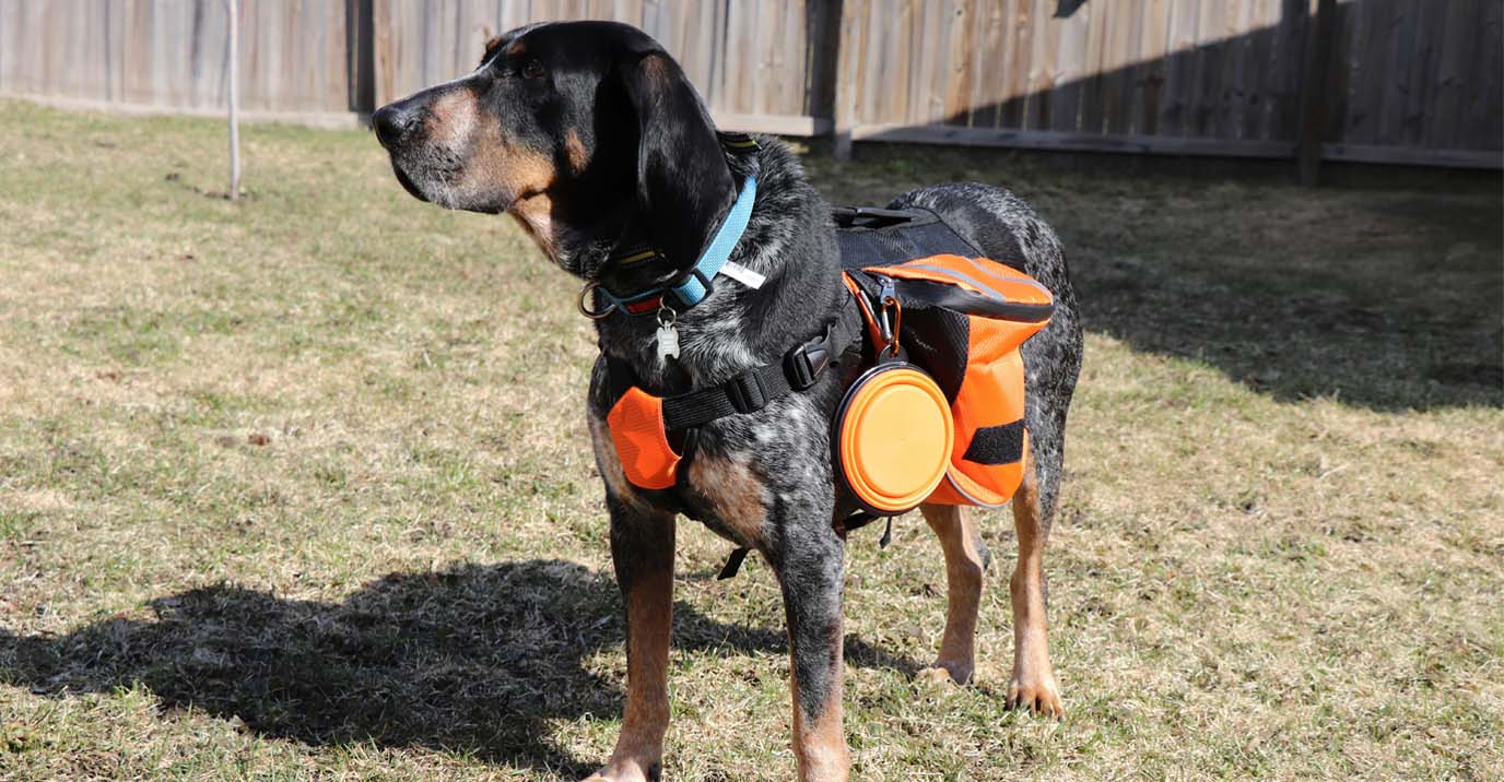 Small Dog Backpack: 2 Formats Explained and How to Choose (2026)