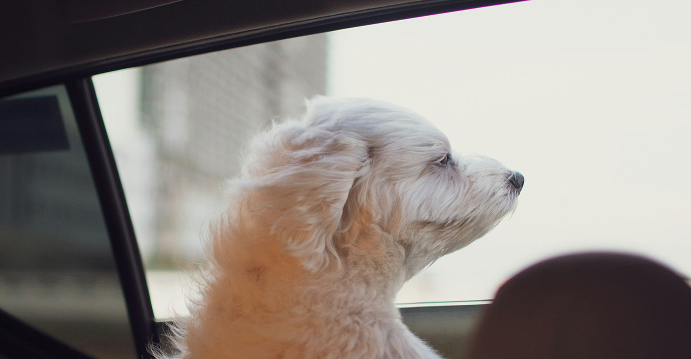 The Complete Guide to Dog Seat Belts: Materials, Installation &amp; Crash Standards