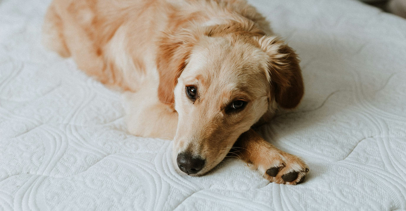 Are Orthopedic Dog Beds Actually Worth It? Here's What the Evidence Says