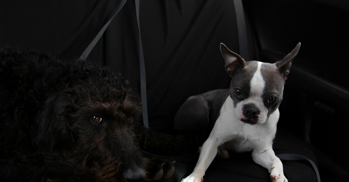 Best Dog Car Seats: How to Choose the Right One