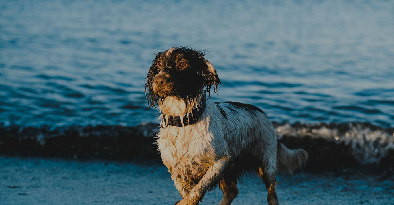 Best Adventure Dog Breeds: A Practical Guide (2026)