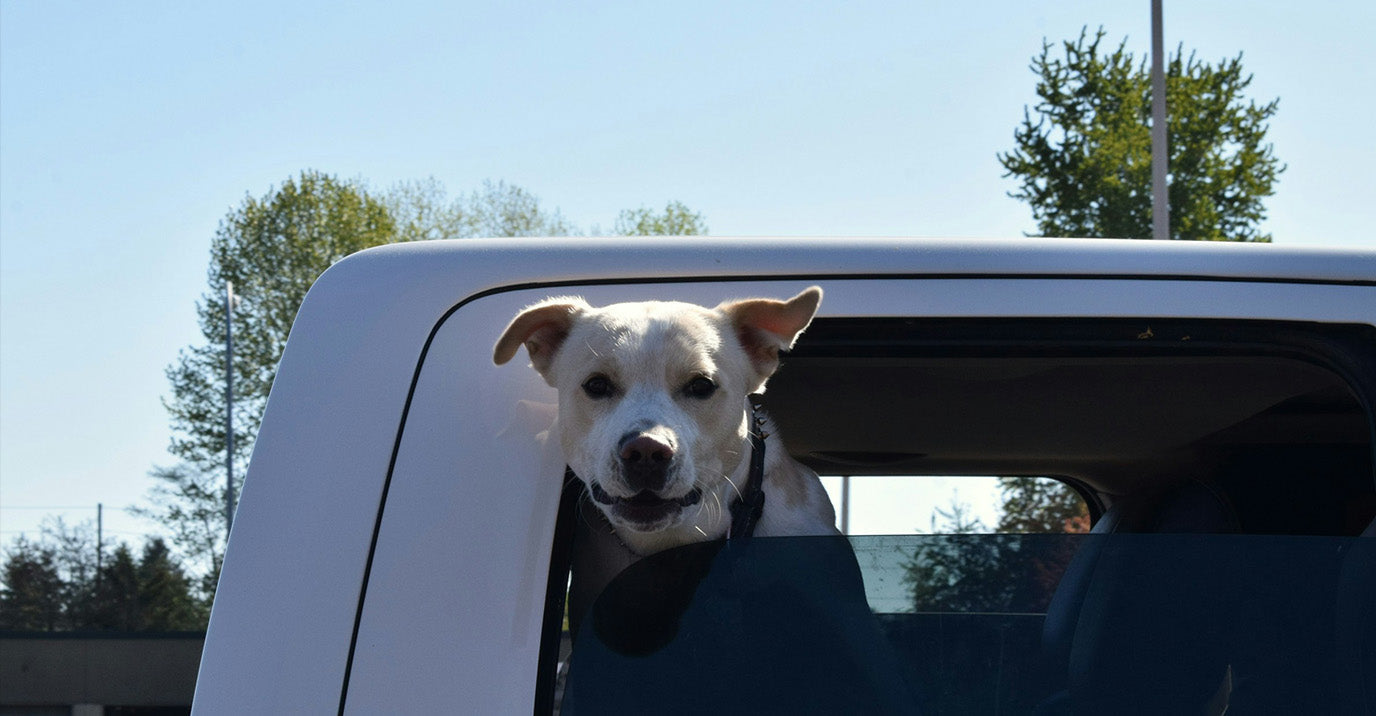 How to Travel Safely With a Dog in the Car