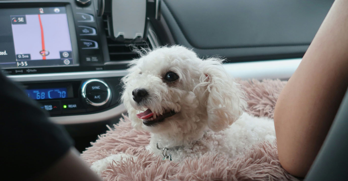 Best Dog Car Seat Cover for SUVs, Saloons and Trucks